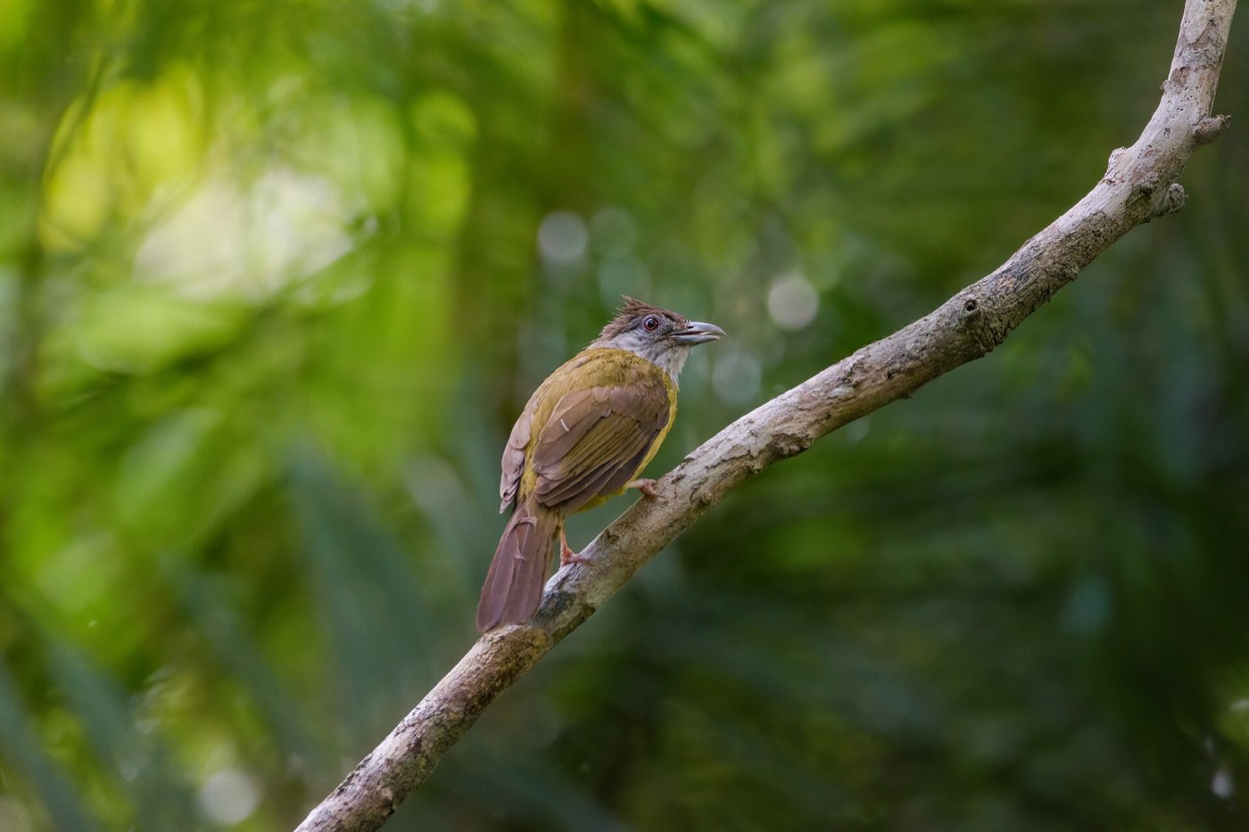 A Palawan bulbul, an endemic of the forest behind the city