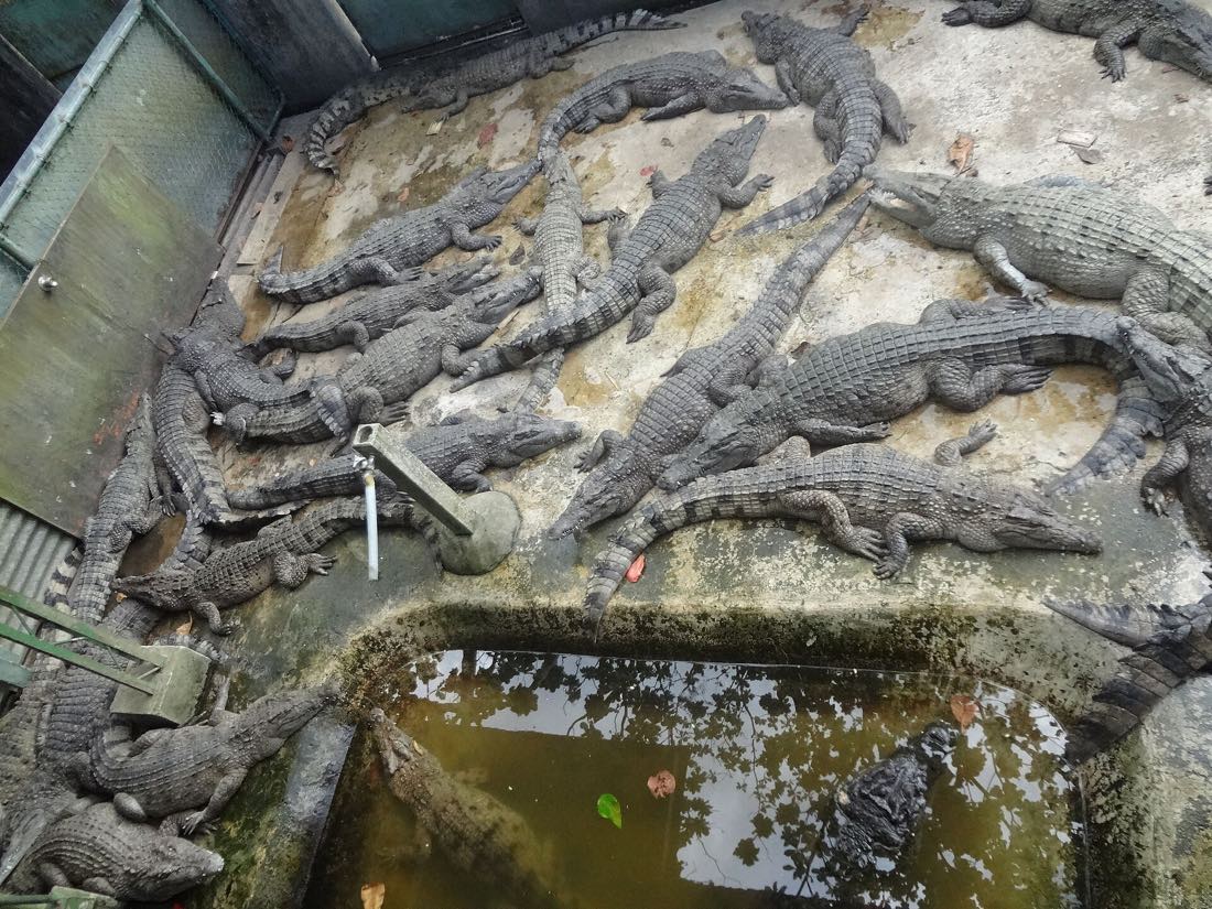 A breeding pen at the Palawan Wildlife Rescue and Conservation Center
