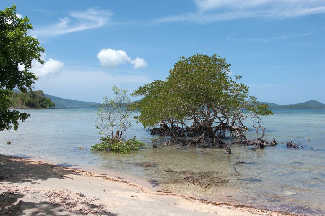Mangroves on Palawan, the habitat the firefly boats paddle through