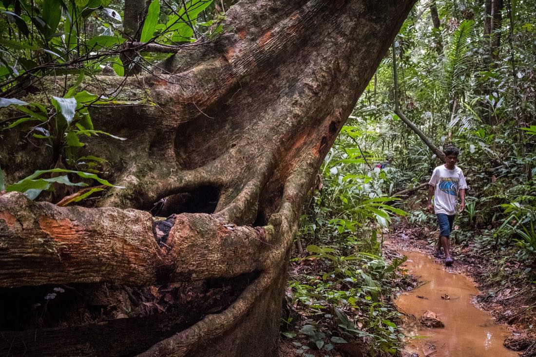 Conservation land in central Palawan